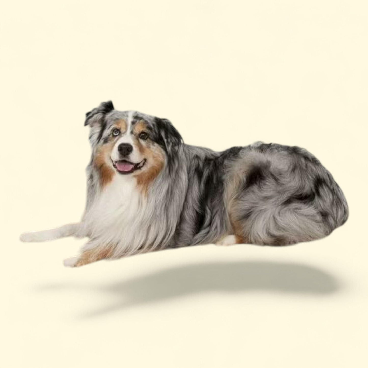Aspen Pet Orthopedic Pet Bed for Dogs, 30" x 40"